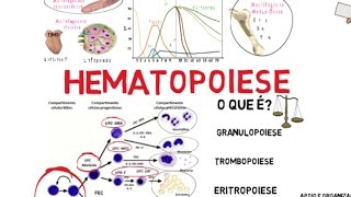Hematopoiese