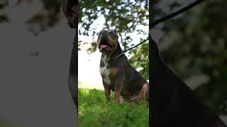 American dog Kerry Blue Terrier