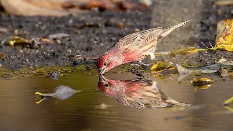 A few hours at a puddle!