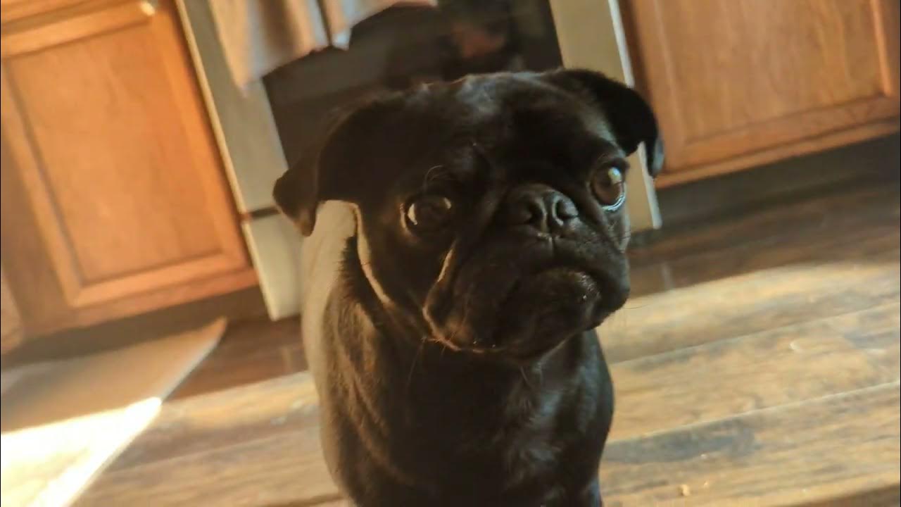 Pugs drinking water YouTube