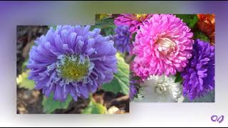 *** Pleasant Moments - Beautiful Autumn Flowers - *** (  Chrysanthemums   Saxophon music)