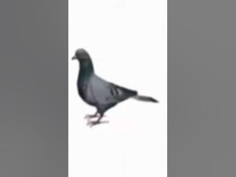 крутой черный голубь люта крутится в 144p - YouTube