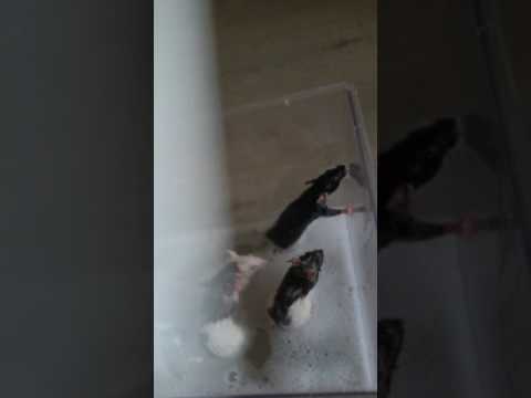 Video: Hoe Decoratieve Ratten Te Wassen?