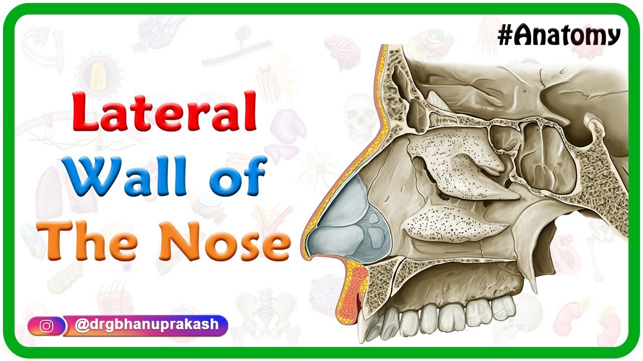 human nose bone anatomy