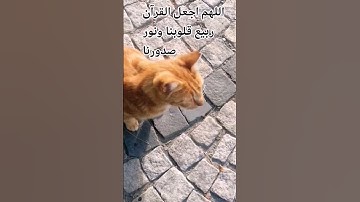 قران كريم😍🌹 بصوت جميل للشيخ اسلام صبحي#المصحف #اكسبلور#راحة_نفسية #اكسبلور #المصحف #راحة_نفسية#