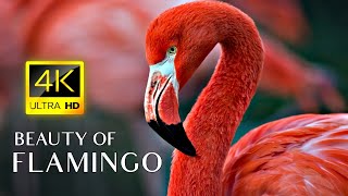 Pink Flamingos  4K Video  Flamingo Bird Collection With Relaxing Music