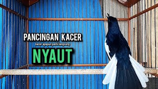 kacer gacor NGEPLONG tarung ini paling ampuh buat PANCINGAN KACER agar EMOSI kacer gacor NGEPLONG tarung ini paling ampuh buat PANCINGAN KACER agar EMOSI