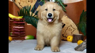 Chó Gâu Đần (Golden Retriever) thuần chủng, lông vàng đậm | Chomeocanh.com