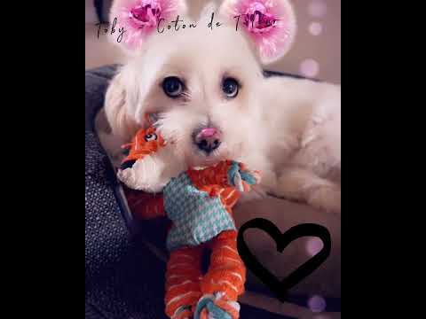 House 🏡 of Fur: Toby the Coton de Tuléar -Snaps