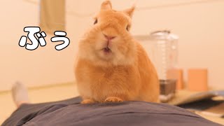 空腹ウサギがブゥブゥ言いながら密着してきました【No.657】