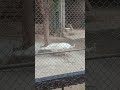 Wow😮, look at this peacock 🦚#white #rare#peacock #viral#music
