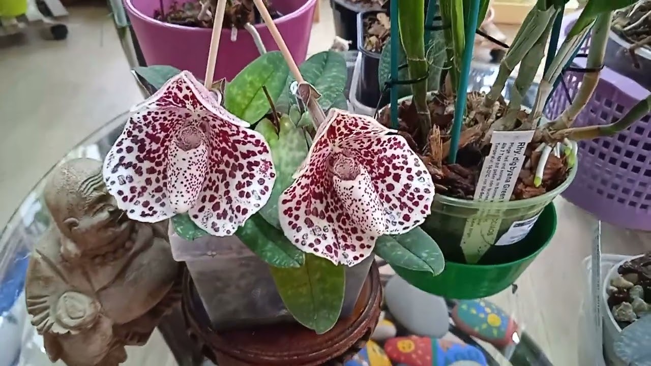 Paphiopedilum Bellatulum, цветы - птичьи яйца