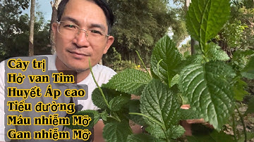 Bài thuốc dân gian trị Hở van Tim, Tiểu Đường, cao Huyết Áp, gan nhiễm mỡ. PHAN HẢI Channel