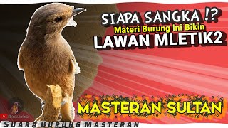 MASTERAN SULTAN! BURUNG MASTERAN FULL TEMBAKAN MEWAH || COCOK UNTUK BURUNG FIGHTER