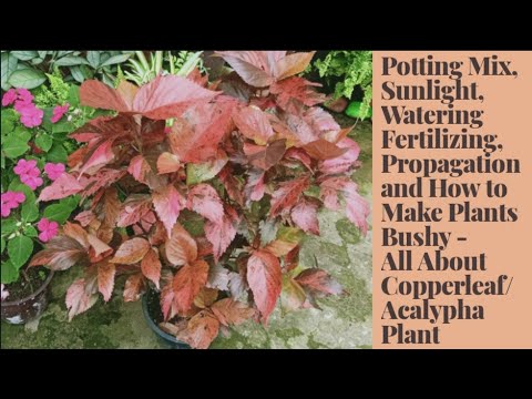 Video: Acalypha Copper Plant Info - Tipps zum Anbau von Kupferblattpflanzen