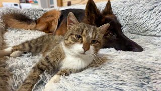 Neighbor's Cat Takes Over German Shepherd's Favorite Bed by Leo Fucarev 653,948 views 2 months ago 3 minutes, 38 seconds