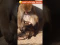 あ、幸せすぎて溶けちゃいそう?ご機嫌な子猿の秘密基地を覗き見したら天使すぎた Japanese macaque baby monkey #ニホンザル #snowmonkey