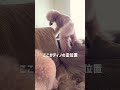わが家の守護神をご紹介します #トイプードル #dog