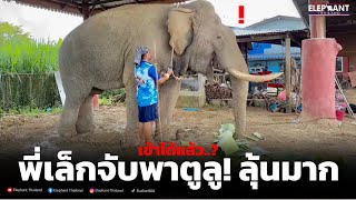 นาทีระทึก❗️พี่เล็กเข้าเก็บขี้พลายตูลู❌#elephant#ช้าง#yearofyou