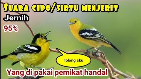 suara pikat burung sirtu/cipoh menjerit kejepit, ampuh 100% #suaraburung