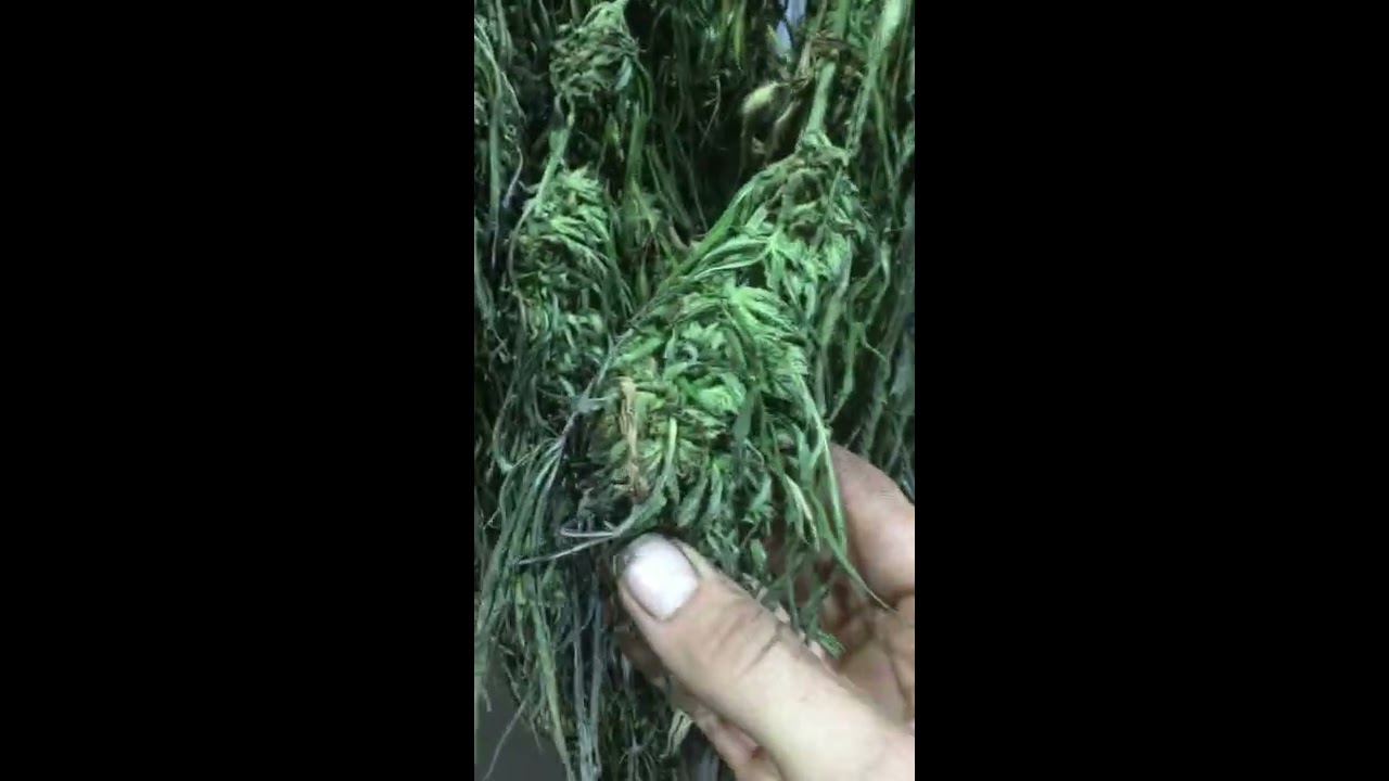 CBD Flower - Harvesting thousands of pounds!
