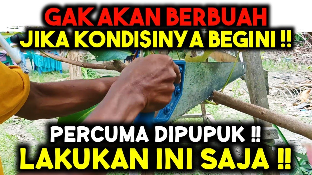 PERCUMA DIPUPUK ‼️ LAKUKAN INI SAJA JIKA JAMBU AIR TIDAK MAU BERBUAH ‼️