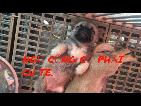 Tại Hải Phòng có chợ BÁN CHÓ MÈO CẢNH đẹp và rẻ chưa từng thấy