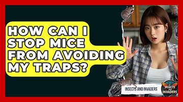 How Can I Stop Mice From Avoiding My Traps? - Insects and Invaders