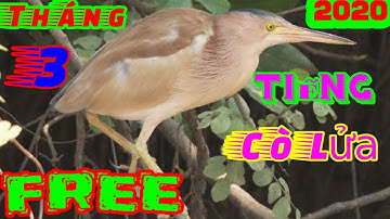 Tiếng Chim Cò Lửa - Cò Đỏ Gọi Bầy Mới Nhất 2020 Miễn Phí Bản Siêu Ăn Chim Cực Hay Dành Cho Tất Cả AE