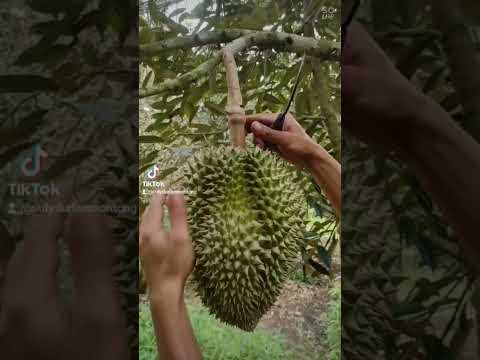 Video: Kegunaan Untuk Buah Durian - Ketahui Tentang Penanaman Buah Durian