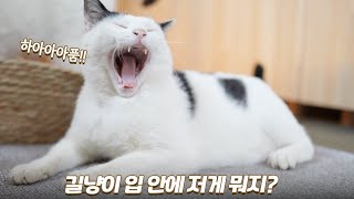 대장냥이 입안에서 이상한 걸 발견했어요 | 쫀니와 쪼꼬미들 | 베베집사 제주살이