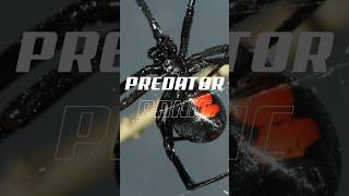 Did YOU know? Predator Panic: Black Widow Spider #didyouknow #killer #predators #facts