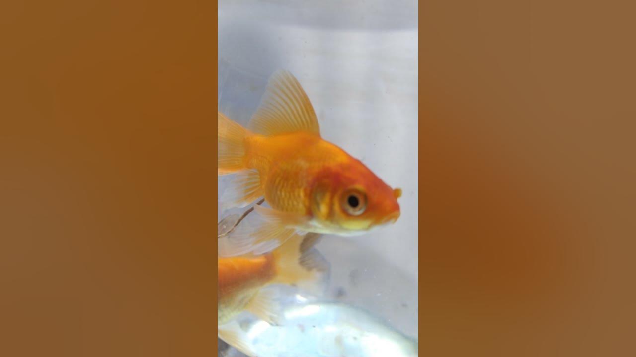 Gold Fish Pooping YouTube