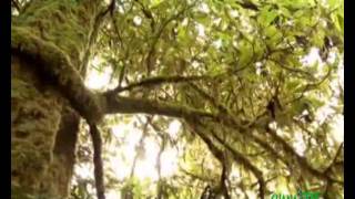 Guana Tv- Programa 21- Día Mundial del Medio Ambiente