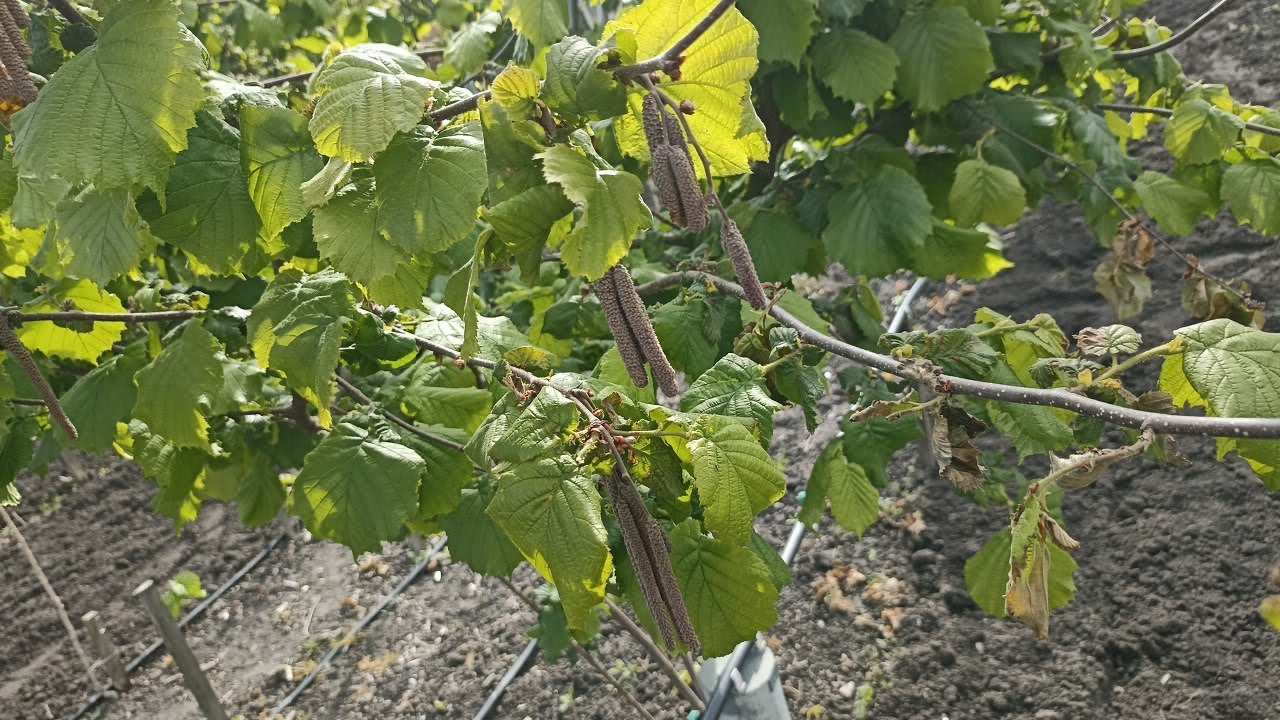 фундук Огляд після морозів Весна 2025