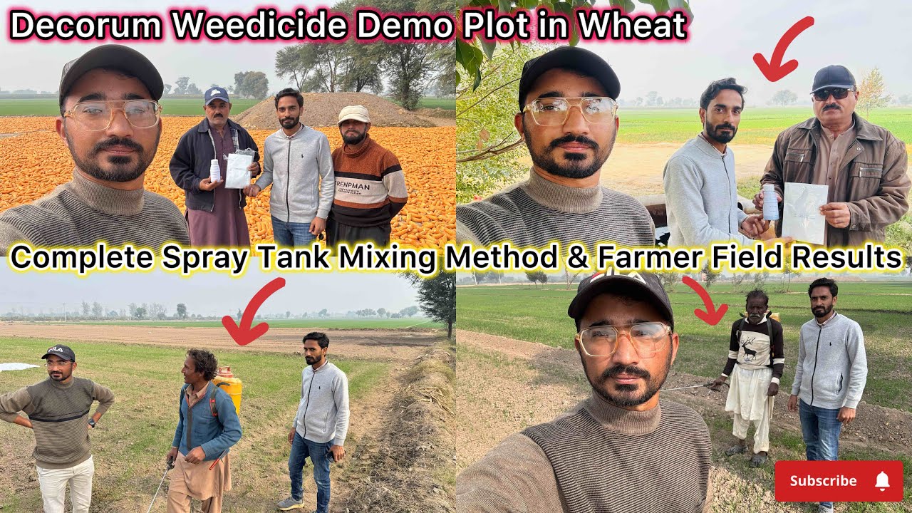 Decorum Weedicide Demo Plot in Wheat | Complete Spray Tank Mixing ...