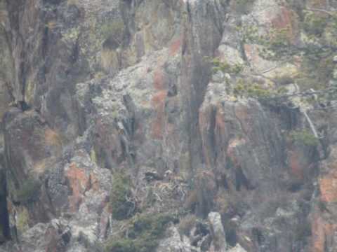 Aguila daurada (Aquila chrysaetos) al Parc Natural de l'Alt Pirineu