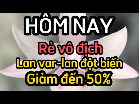 Video 31-8 giảm đến 50% cho các đơn hàng Lan-Lan-Lan đột biến - youtube