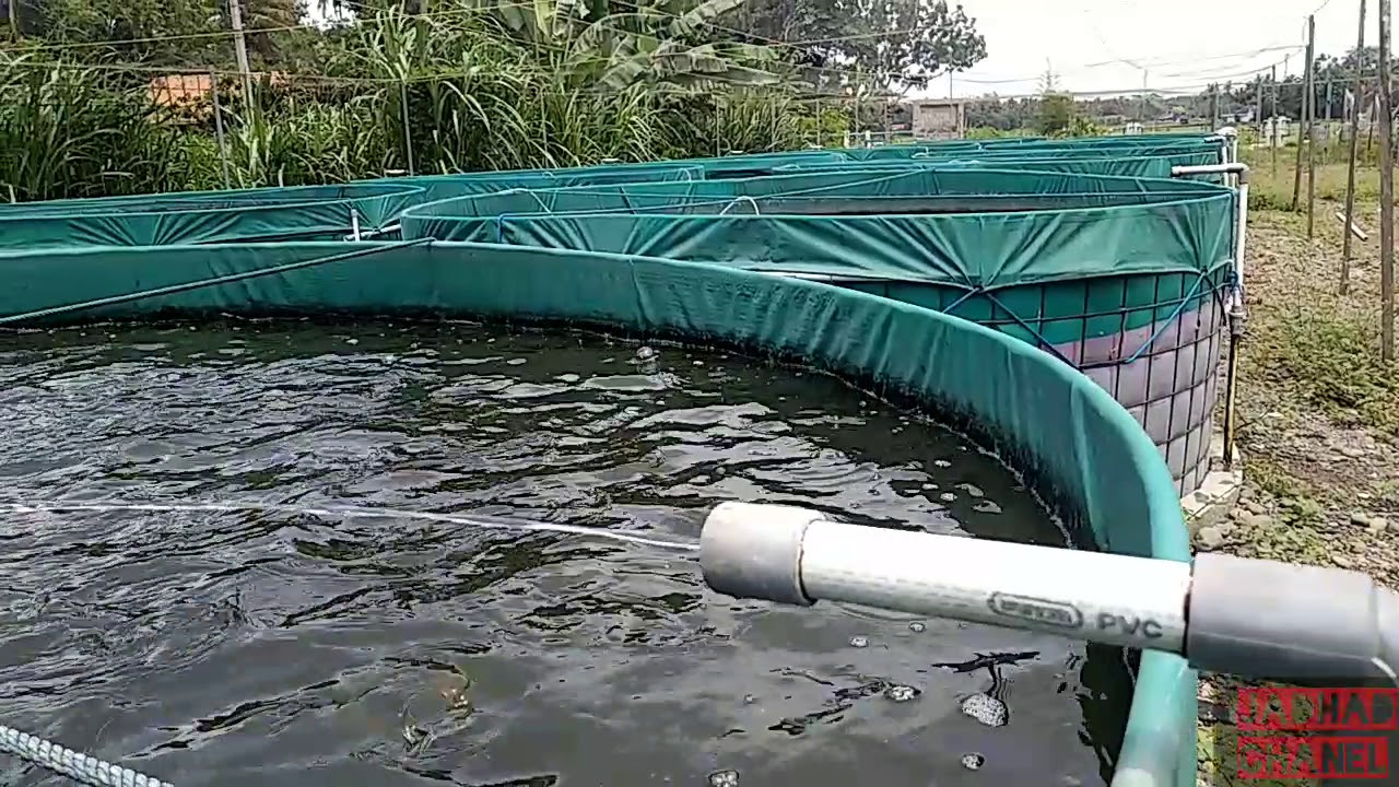 Kunci Budidaya Lele Sistem Bioflok Air Bening 