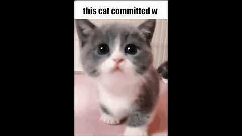 Discord Cat Gifs in a Nutshell