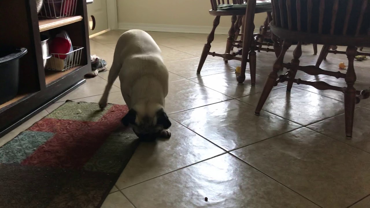 To Get Milo to Eat YouTube