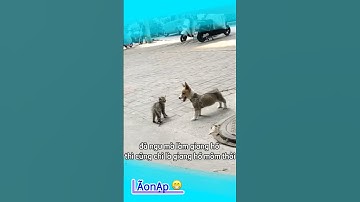 Cứ thích cãi #laonap #haihuoc #longtieng