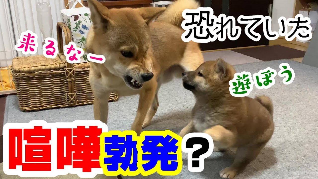 子犬の柴犬と先住犬の初めての喧嘩勃発 YouTube