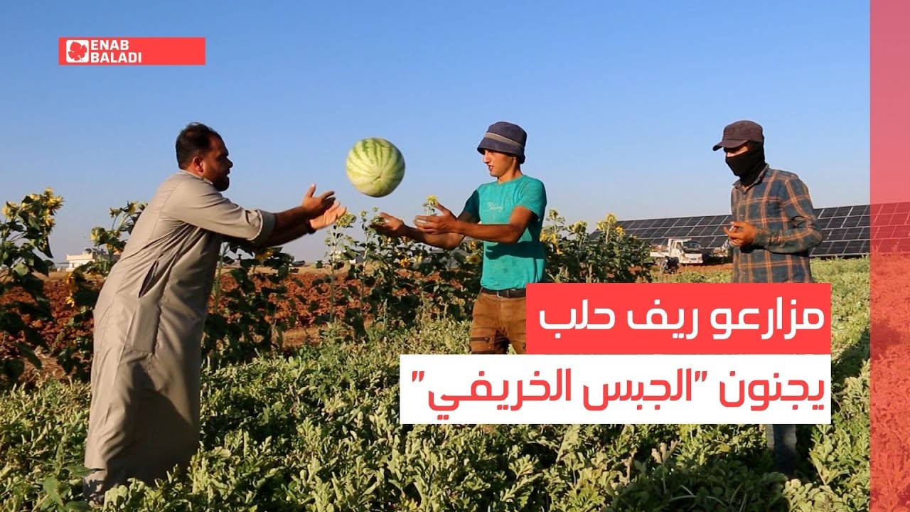 مزارعو ريف حلب يجنون 