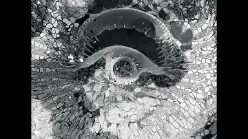 Samba - Winona [Winona EP]