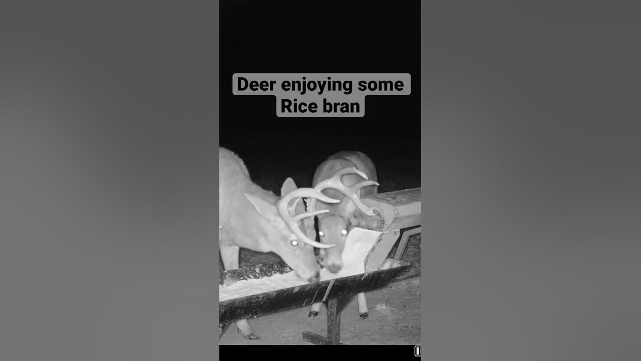 Deer eating rice bran at the dual auger deer feeder YouTube