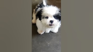 Thumbnail of Shih Tzu puppy barking angry dog barking sound #dog #shihtzu #puppy #barking #angry #cute #sound 🐕🐕🐕