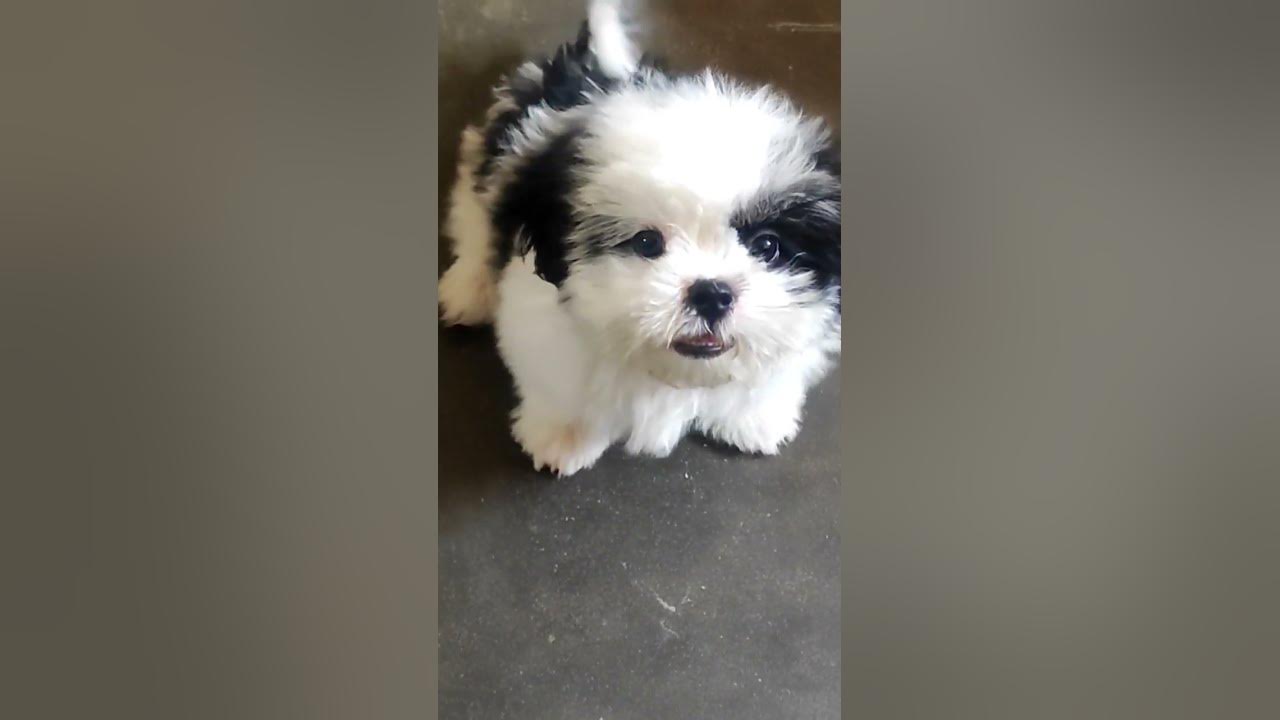 Shih Tzu puppy barking angry dog barking sound #dog #shihtzu #puppy #barking #angry #cute #sound 🐕🐕🐕
