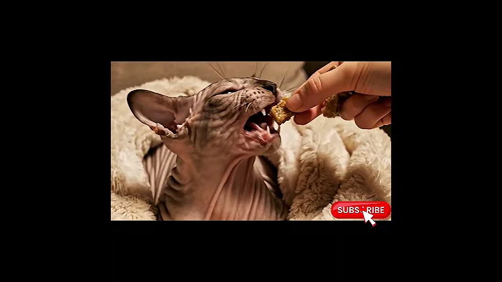 Video 11487971: sphynx cat enjoying, sphynxcats cat, adorable sphynx cat, kitty love