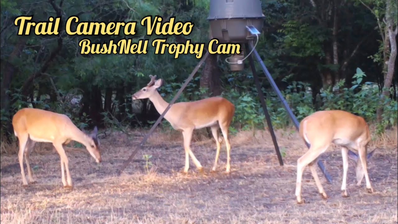 Wild Hog-Deer-Rabbit-Dove BushNell Trophy Cam HD Aggressor Trail Camera Video